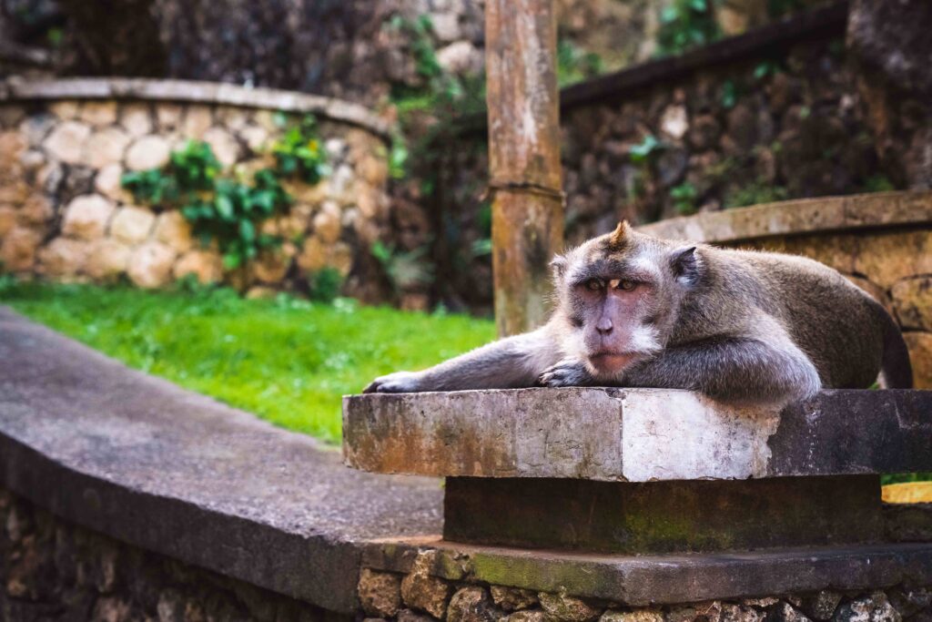 Monkey lying on a stone in Uluwatu temple, Bali, Indonesia