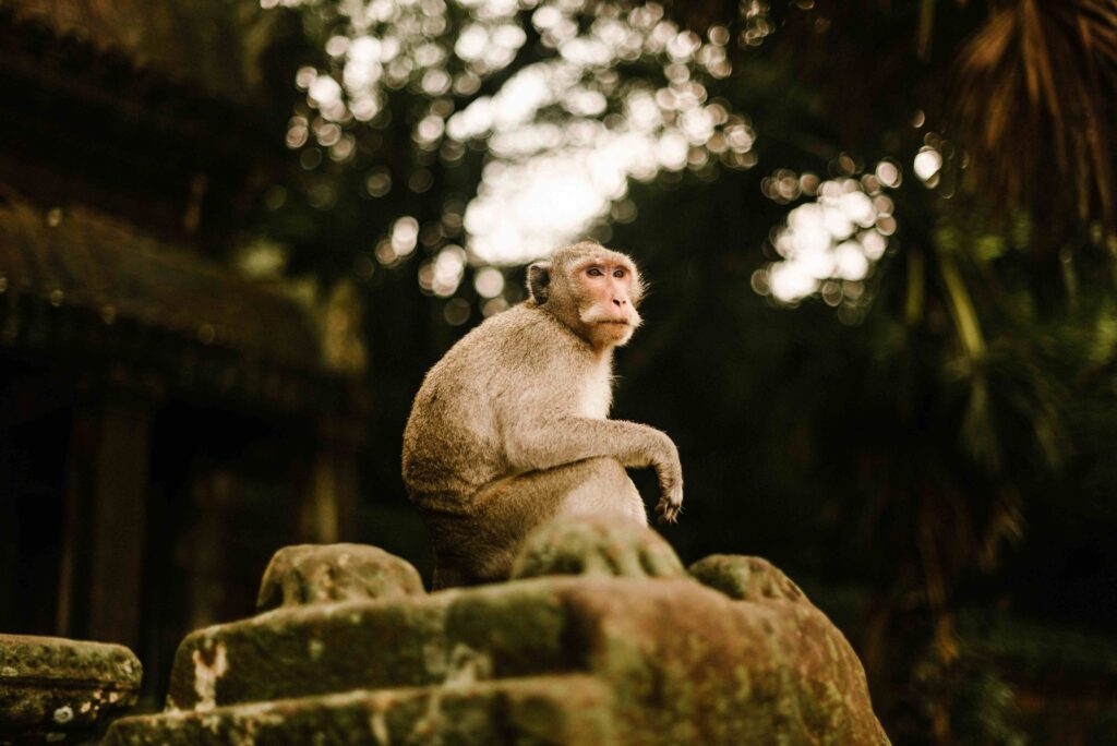 Monkey sitting on stones