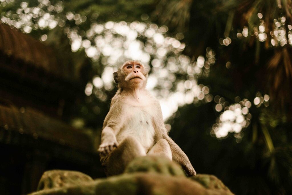 Monkey sitting on stones