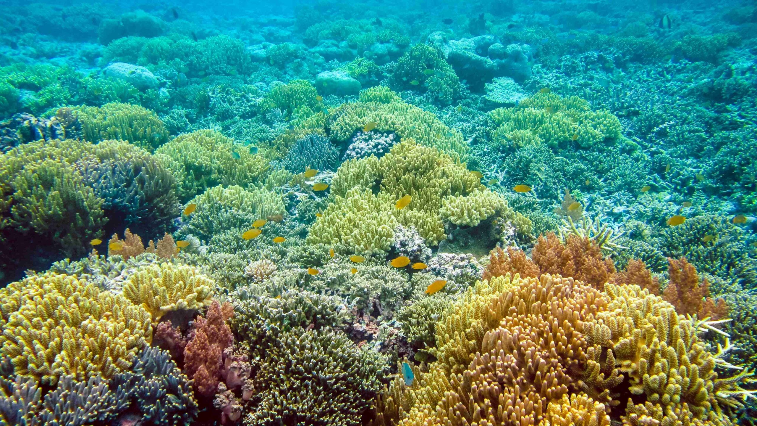 The Riff Edge covered by beautiful Corals on Kri, Raja Ampat, Indonesia