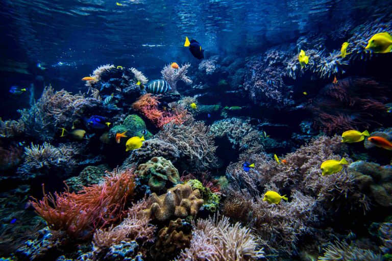 Underwater view of the coral reef