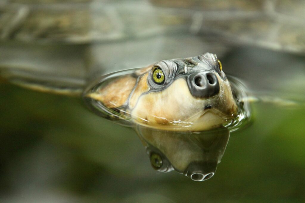 a unique green eyed turtle swimming in a pool at c 2024 05 27 00 57 42 utc