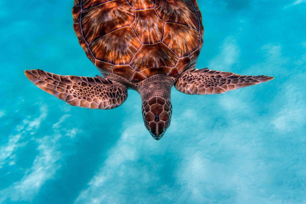 Amazing shot of a sea turtle swimming in the crystally clear water