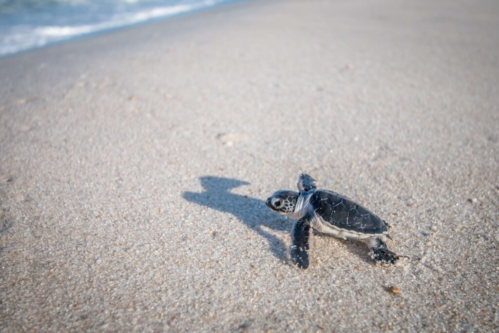 Baby Green sea turtle on the beach