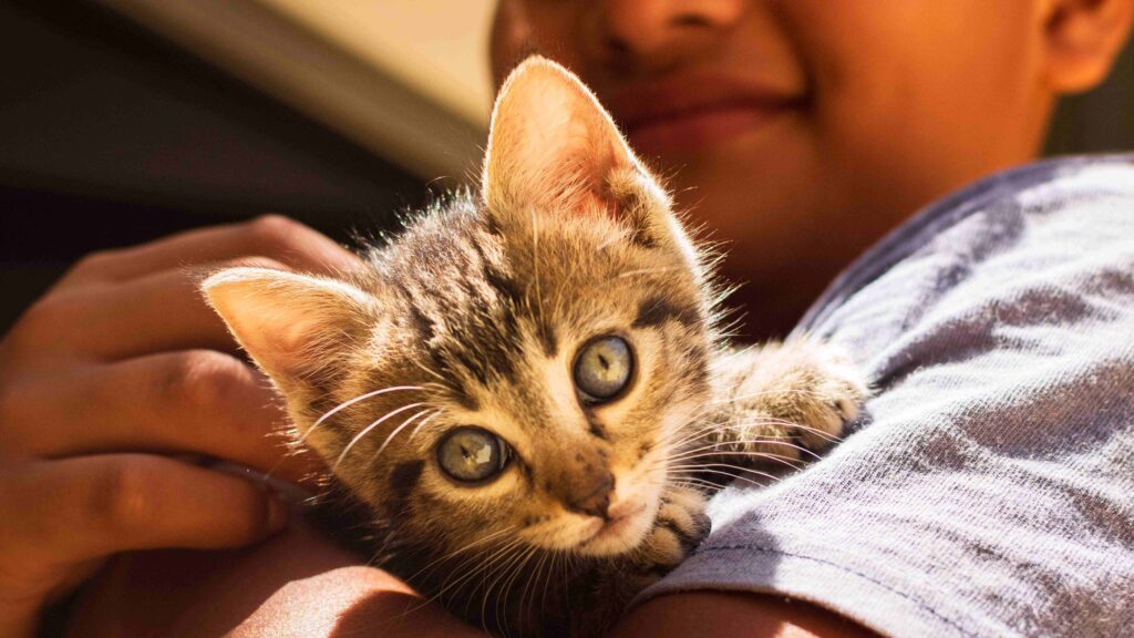 Closeup of a person holding a small, fluffy kitten in his arms