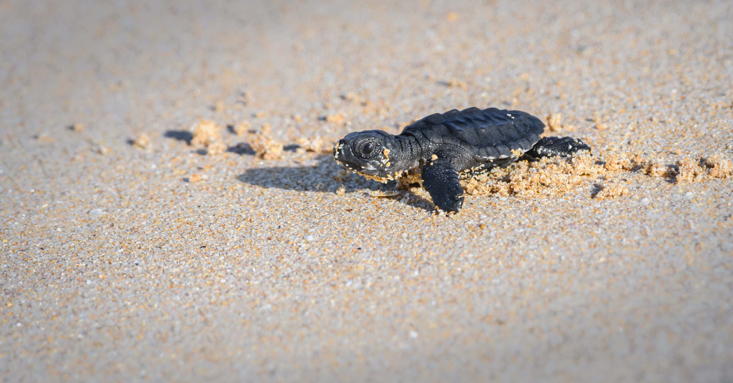 Cute baby Olive ridley sea turtle hatchling crawling towards the sea Isolated Baby turtle on the sandy beach