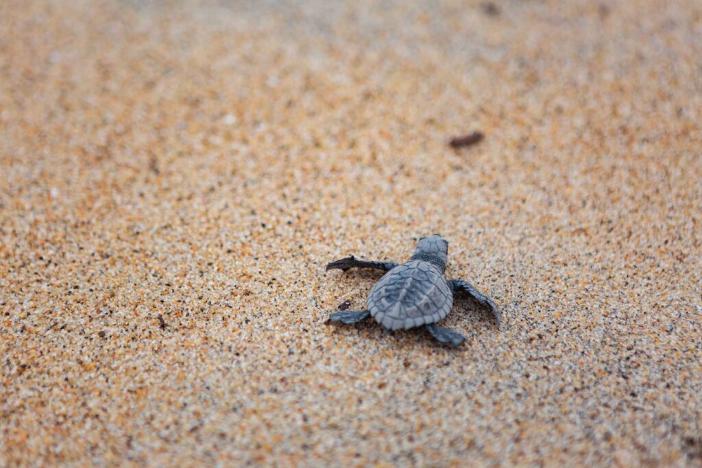freshly hatched baby sea turtle walking on the san 2023 11 27 04 46 53 utc
