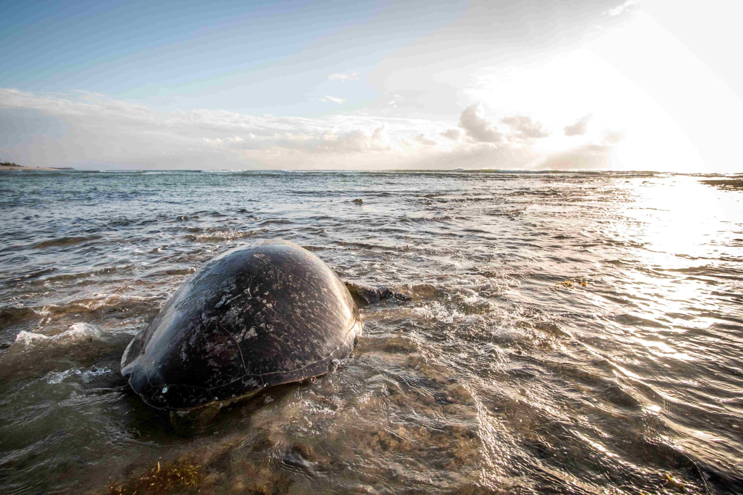 Green sea turtle going back to the Ocean