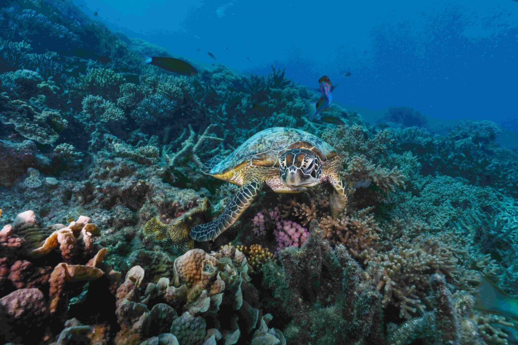 green sea turtle pose close to the healthy coral reef in australia