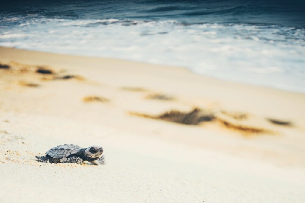 newborn turtles near the sea wave close up turtl 2023 11 27 05 32 57 utc