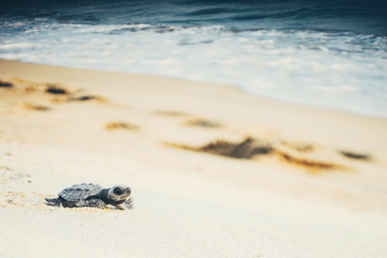 Turtles In Bali: Where To Release Baby Sea Turtles And Learn About ...