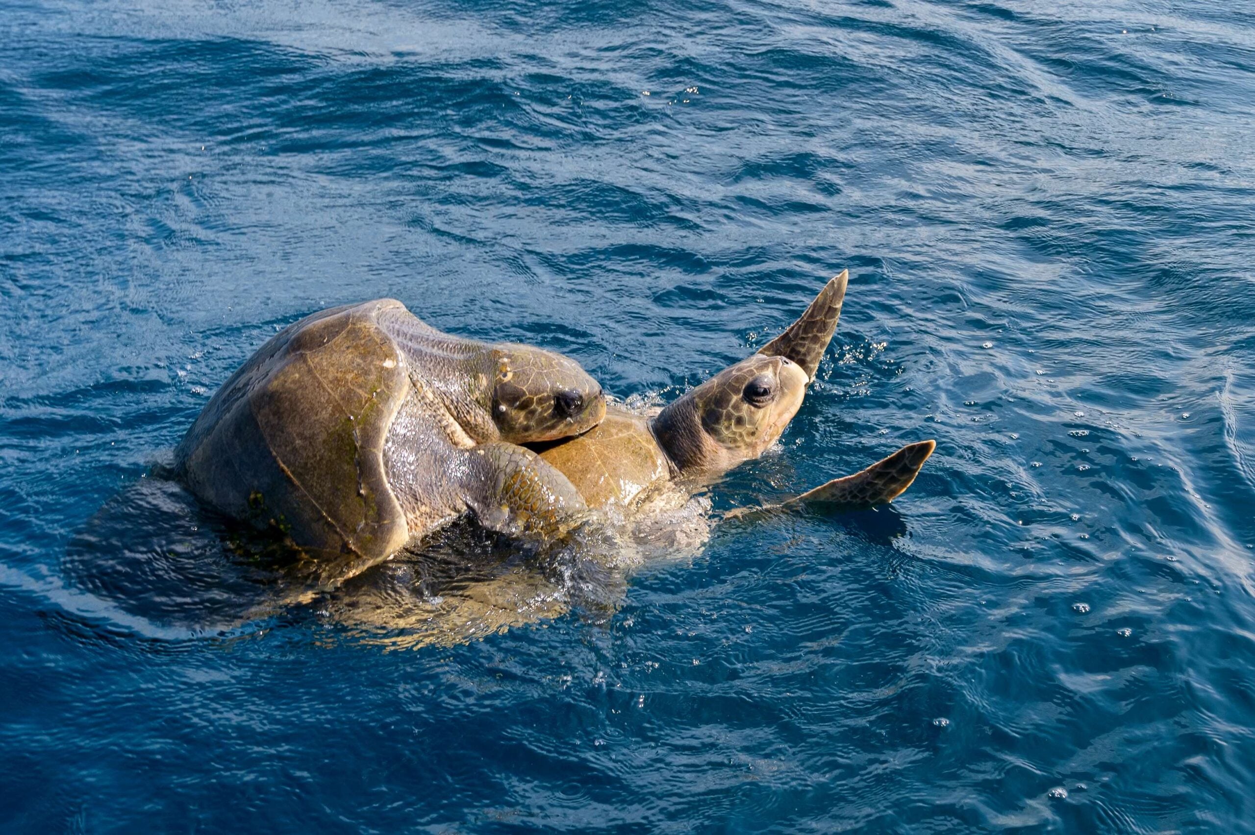Olive ridley sea turtles or Lepidochelys olivacea performs mating ritual