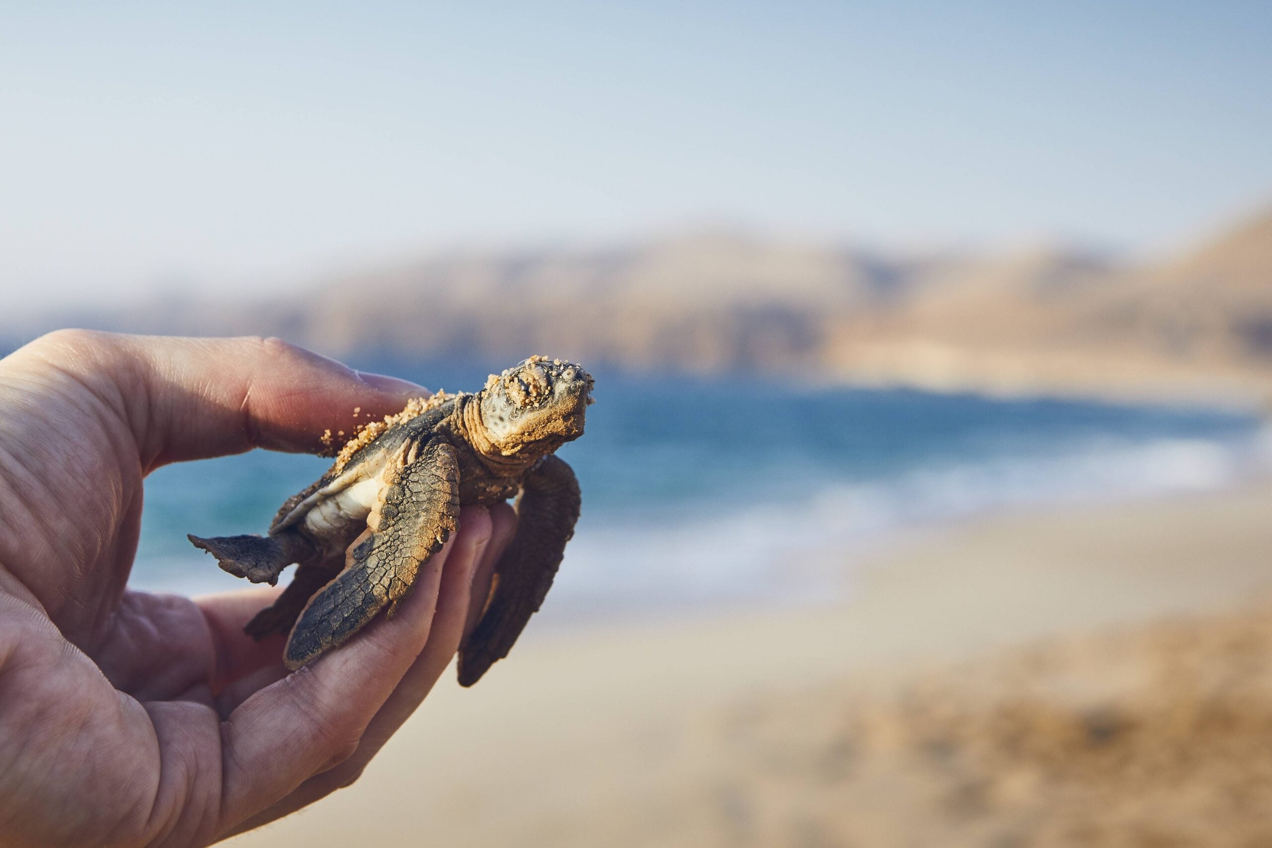 Rescue of green turtle