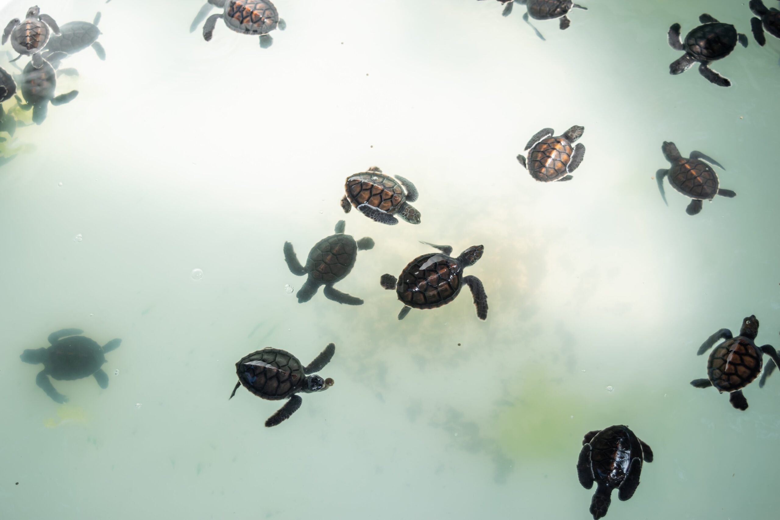 The sea turtle swims in the treatment pool for conservation at Sea Turtle
