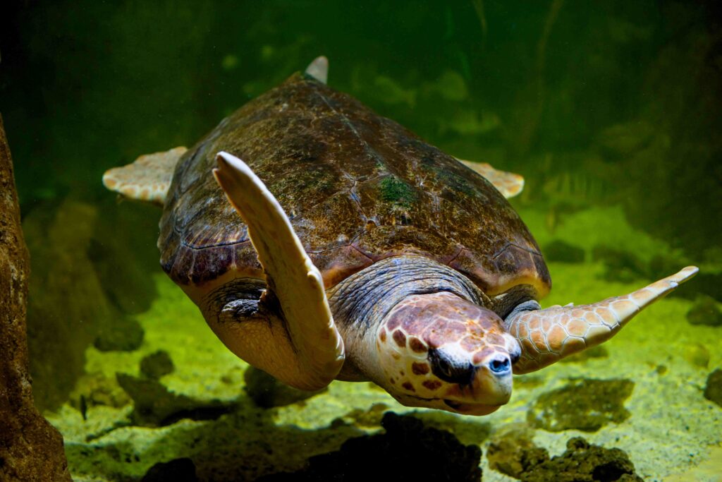 Turtle with protective shell swims in water of sea