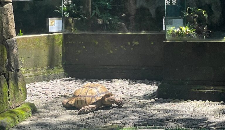 Bali Reptile Park