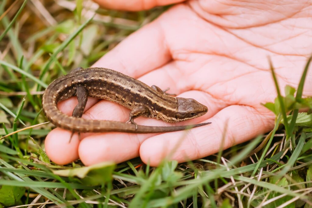a lizard in a child s hand outdoors spring fauna 2023 11 27 05 29 18 utc