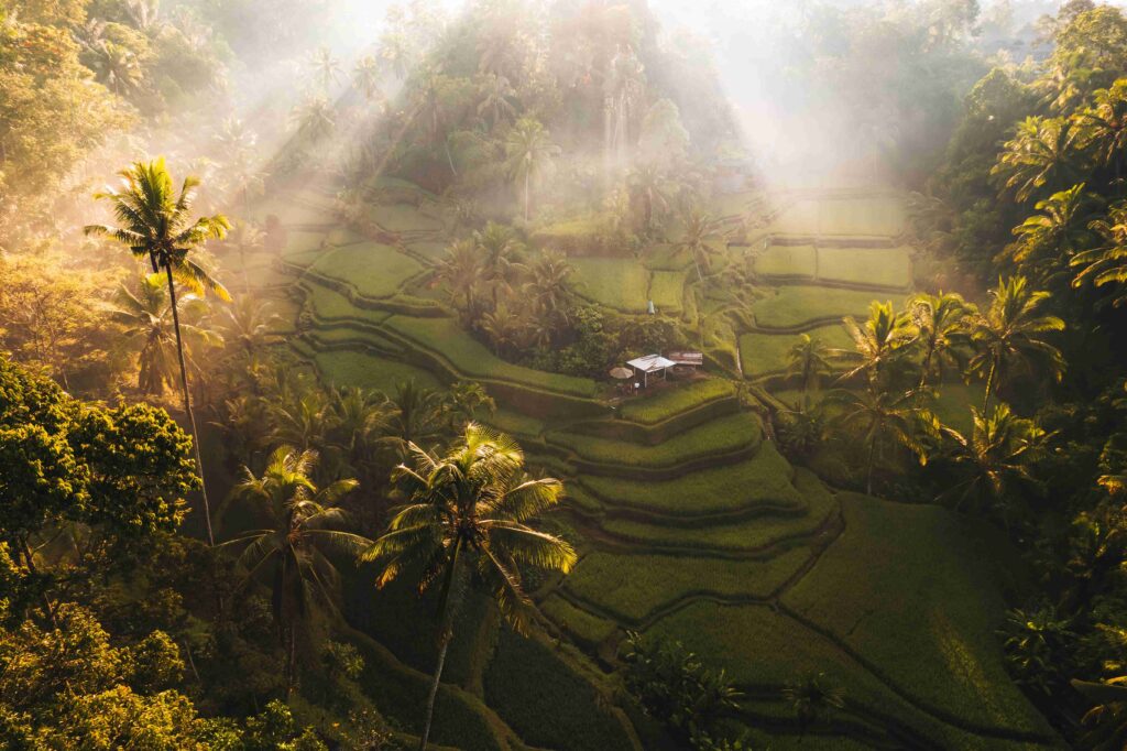 Aerial drone view of Tegallalang Rice fields terraces in Ubud, Bali, Indonesia