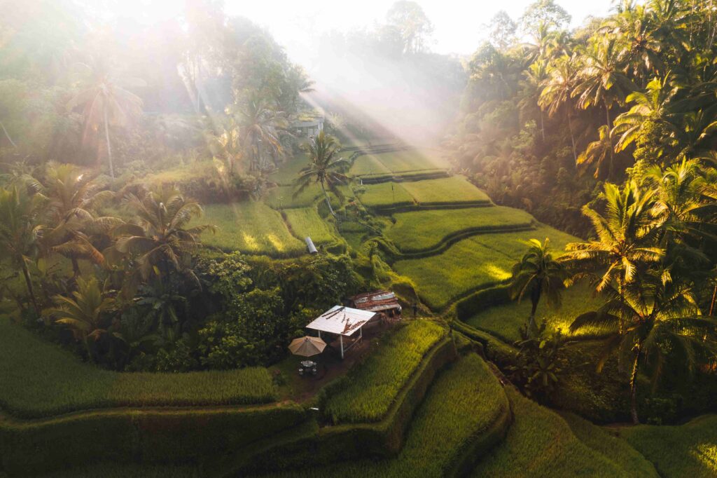 Aerial drone view of Tegallalang Rice fields terraces in Ubud, Bali, Indonesia