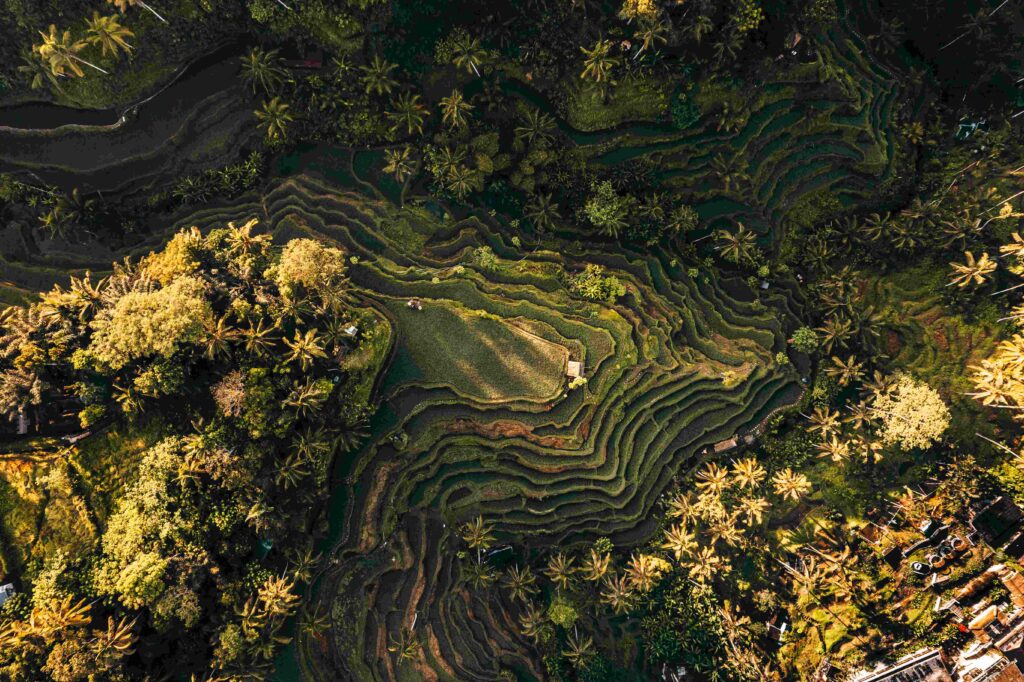 Aerial drone view of Tegallalang Rice fields terraces in Ubud, Bali, Indonesia