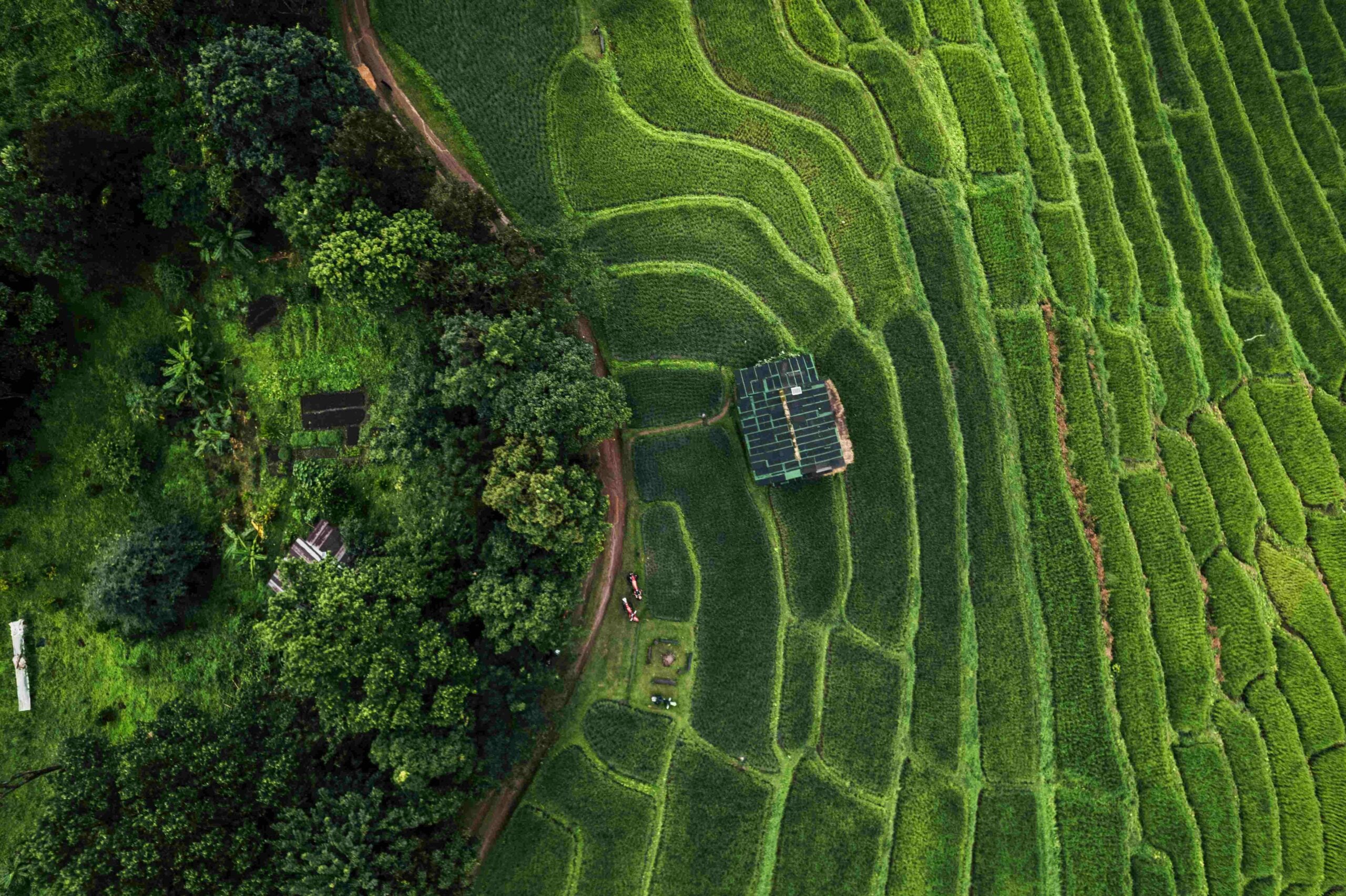Aerial view of the rice fields In the rainy season