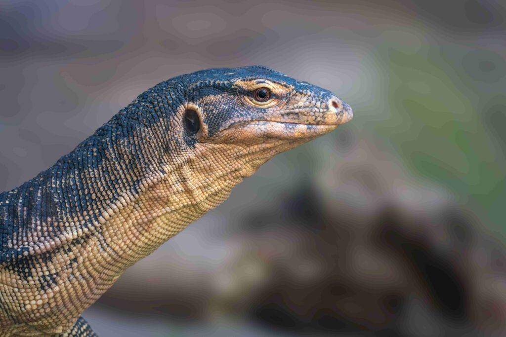 Asian Water Monitor lizard (Varanus salvator)