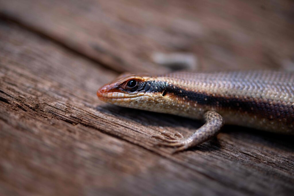 close up of an african striped skink 2023 11 27 05 15 19 utc