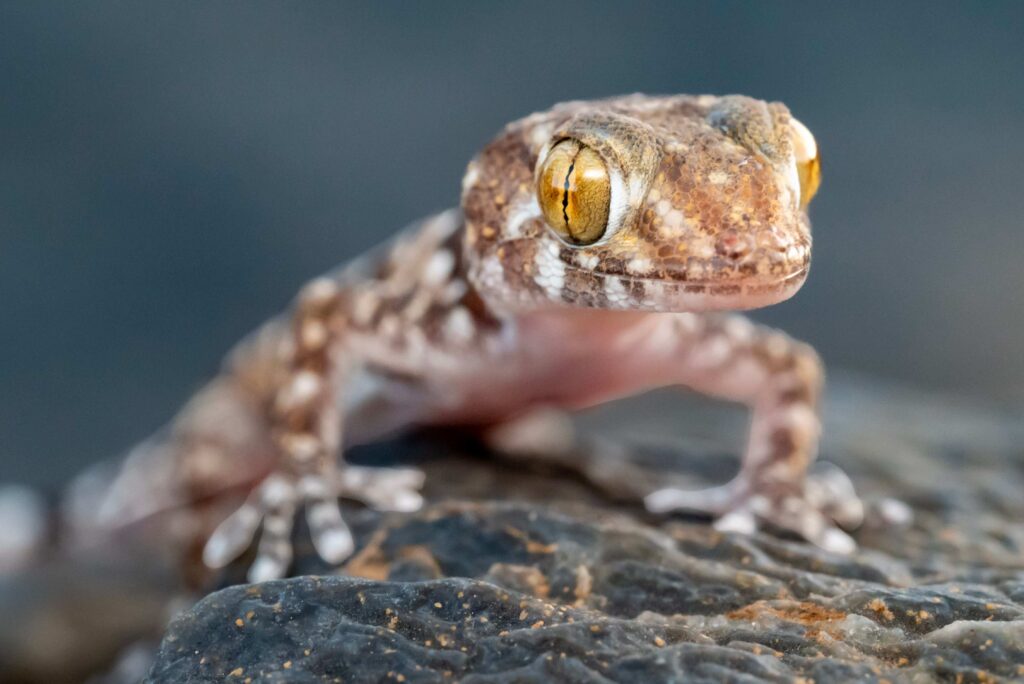Close up shot of a colorful gecko on a rock