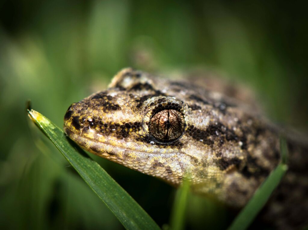 Closeup of the head of a mourning gecko (Lepidodactylus lugubris) on a plant leaves