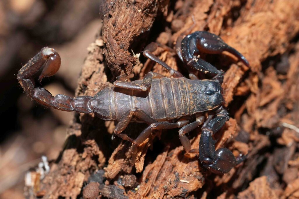 Closeup on an adult Pacific Forest Scorpion, Uroctonus mordax under a piece of wood