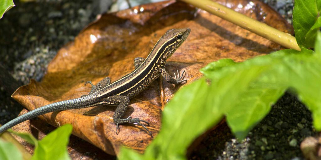 Four striped Whiptail Lizard, Corcovado National Park, Costa Rica