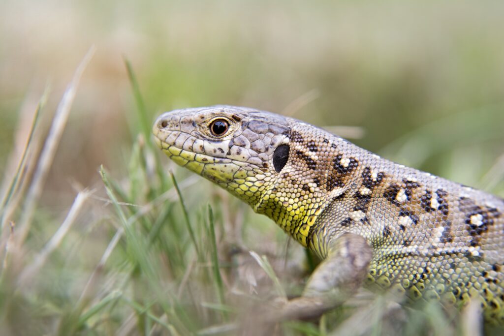 garden lizard