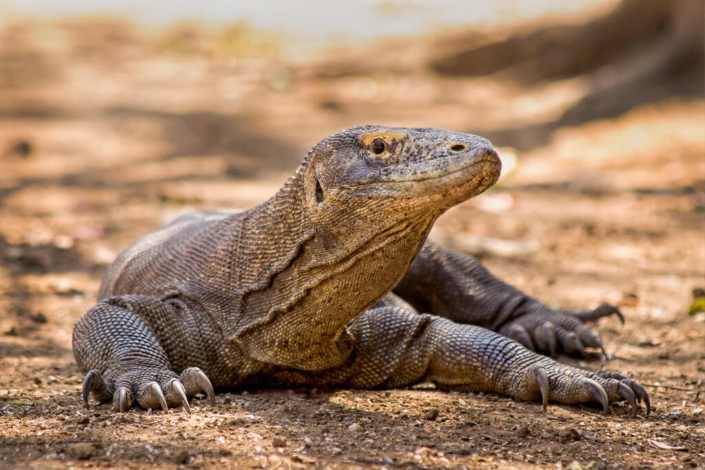 Komodo dragon close u