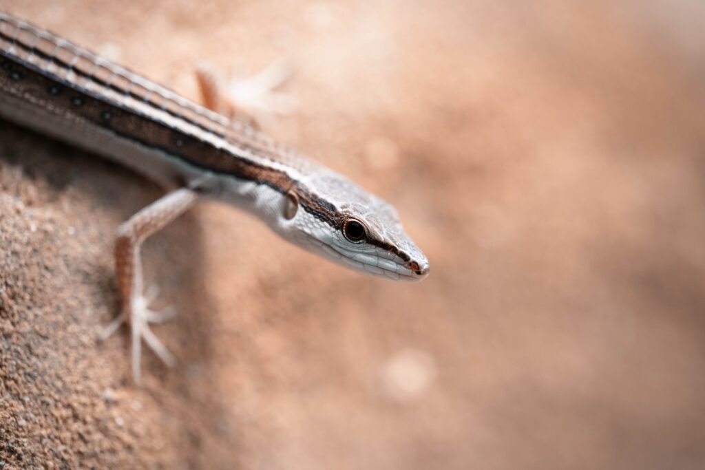 little lizard close up, lizard macro photography