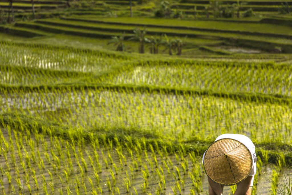 Man with traditional balinese cap at rice fields of Jatiluwih in