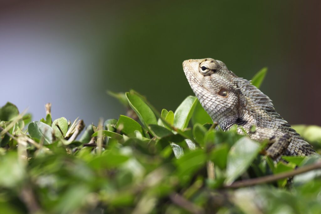 Oriental garden lizard