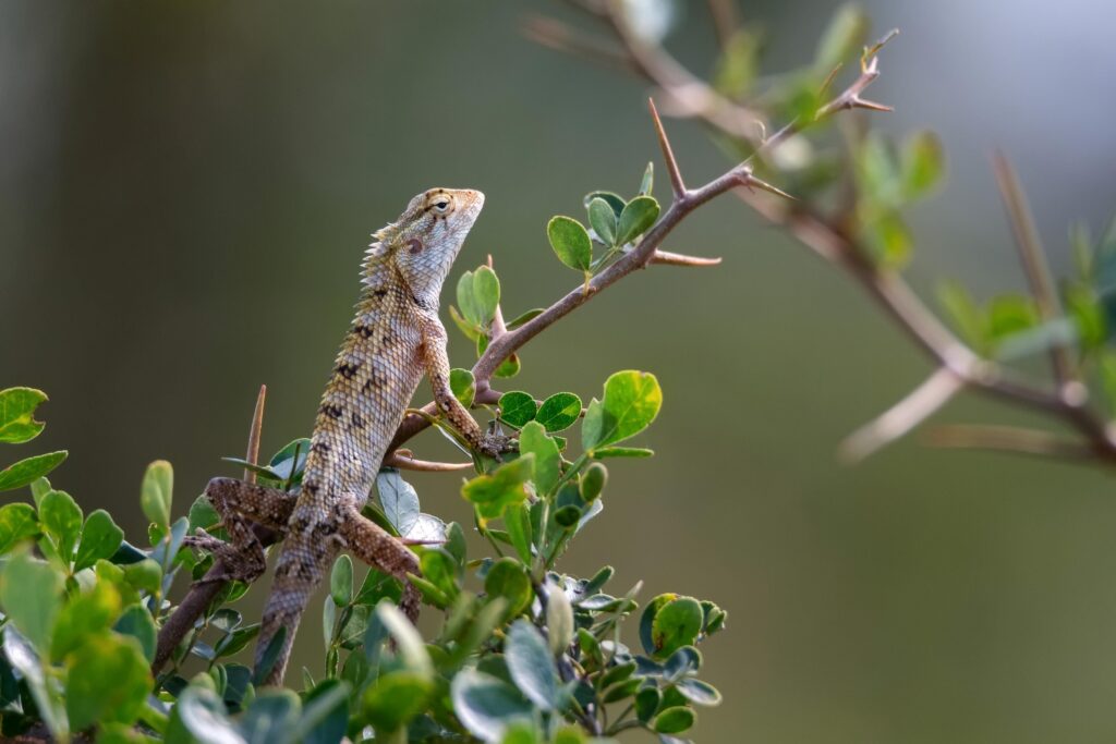 Oriental garden lizard