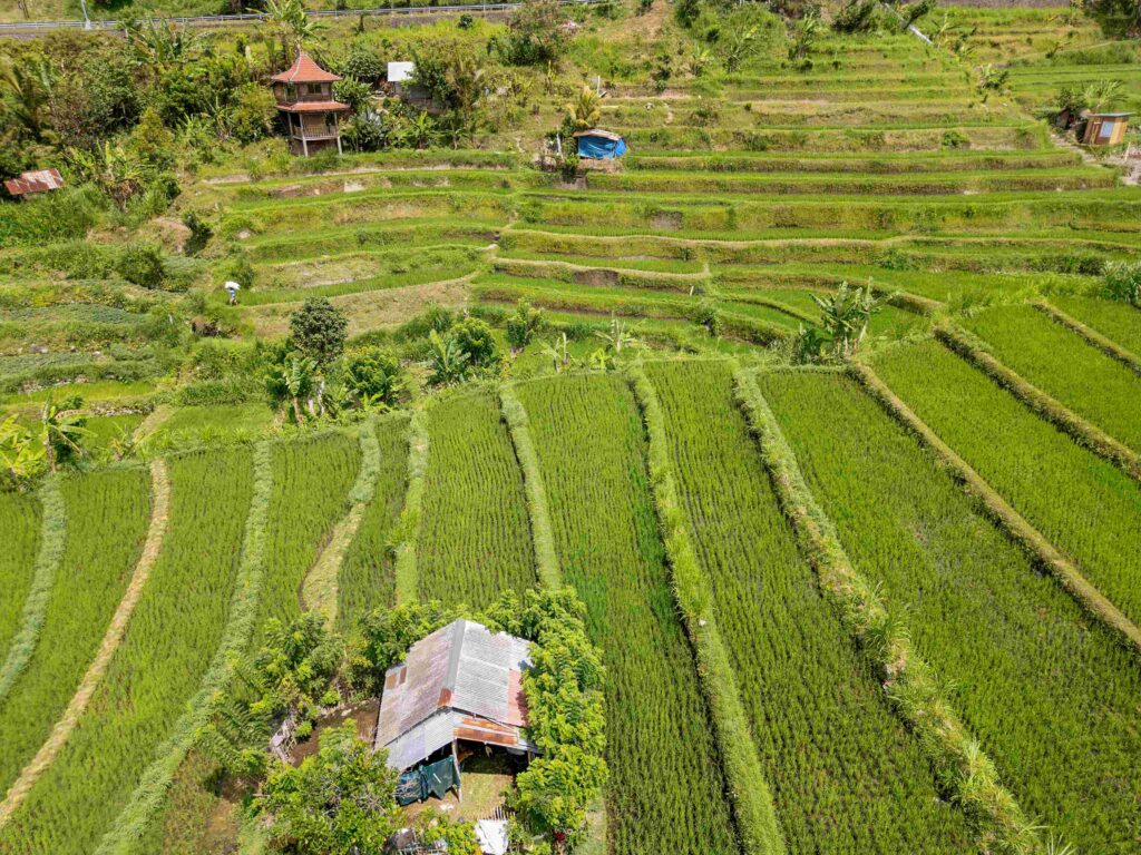 Aerial view of lush green rice fields under a sunny sky in Bali, Indonesia