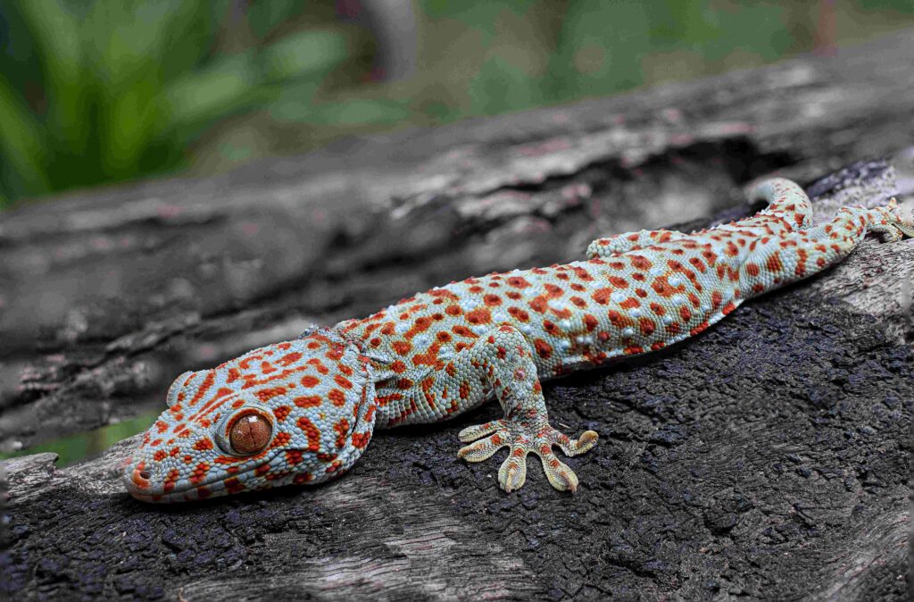 Tokay gecko