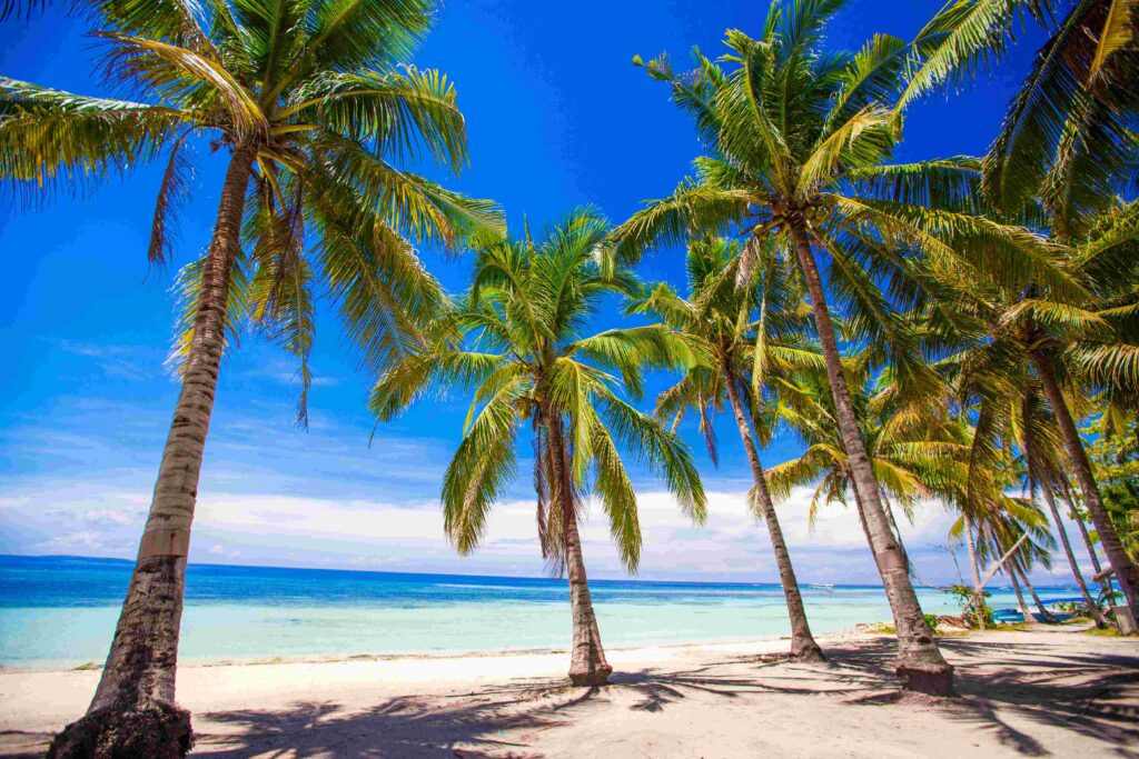 Tropical beach with beautiful palms and white sand, Philippines