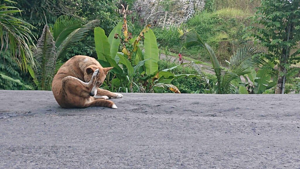 Balinese Dog Scratching Bangli 24031554 Ida Bagus Gede Naradigda