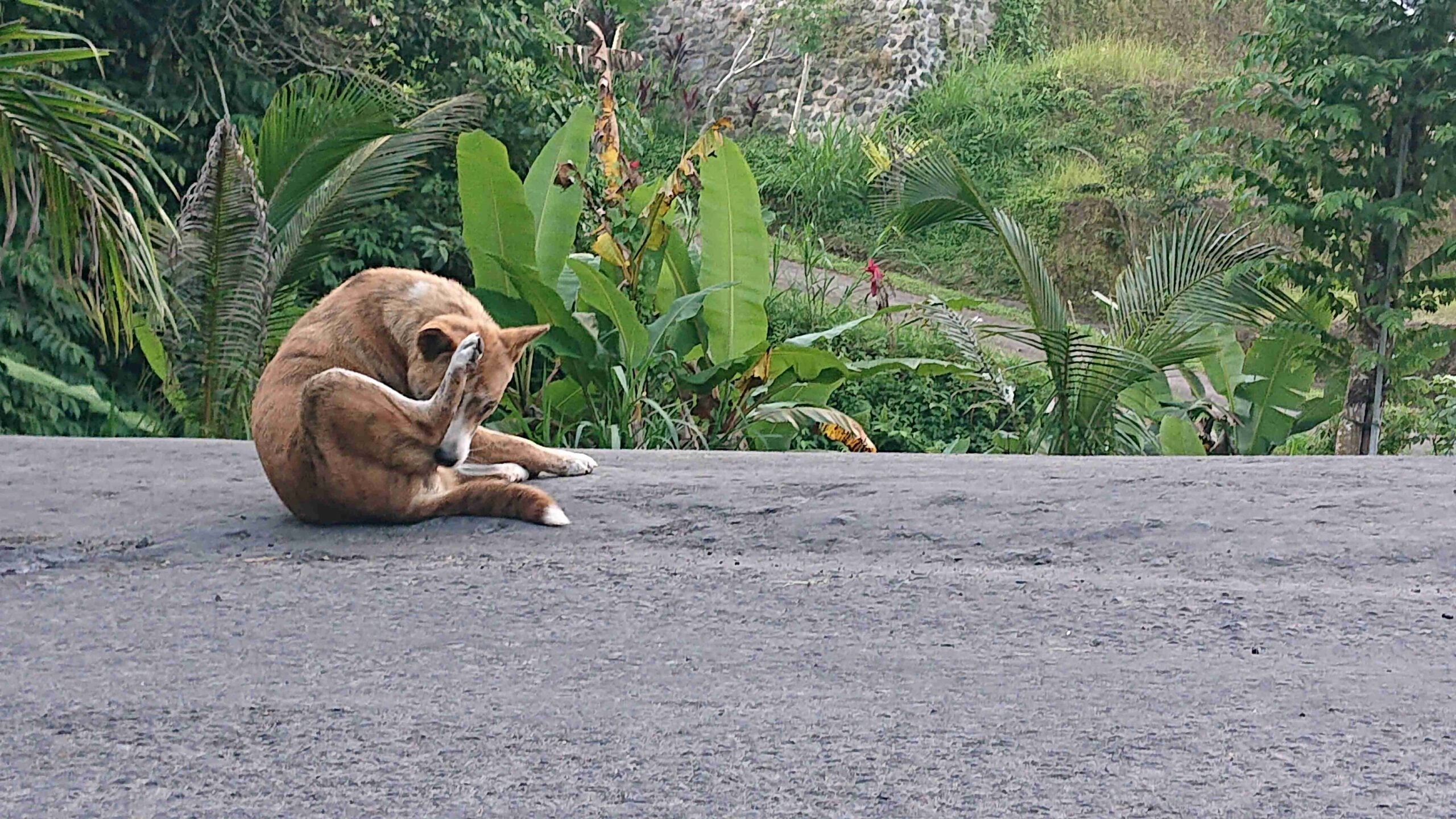 Balinese Dog Scratching Bangli 24031554 Ida Bagus Gede Naradigda