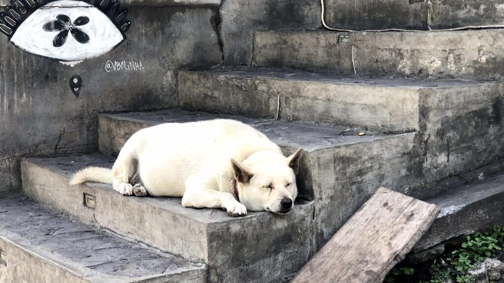 Fat Balinese Dog Canggu Bali 24031554 Ida Bagus Gede Naradigda