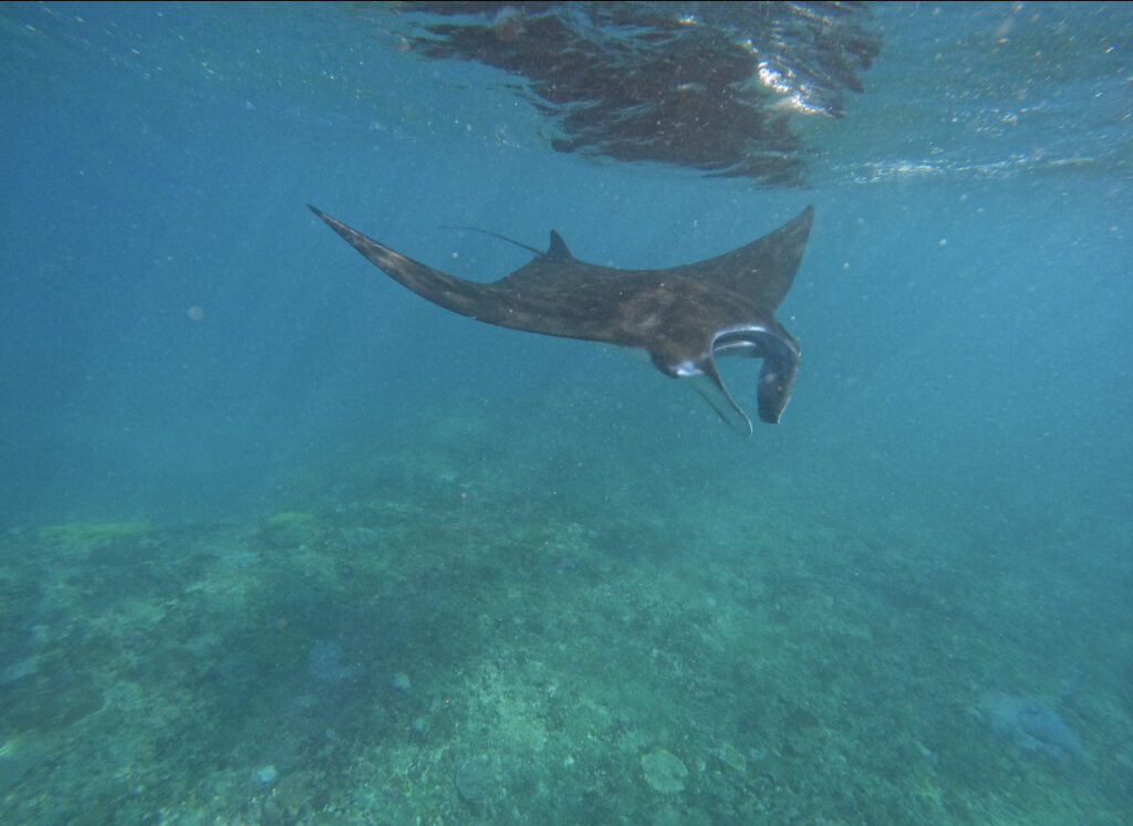 Manta Nusa Lembongan Snorling 23050066 Valensia Sugiarto