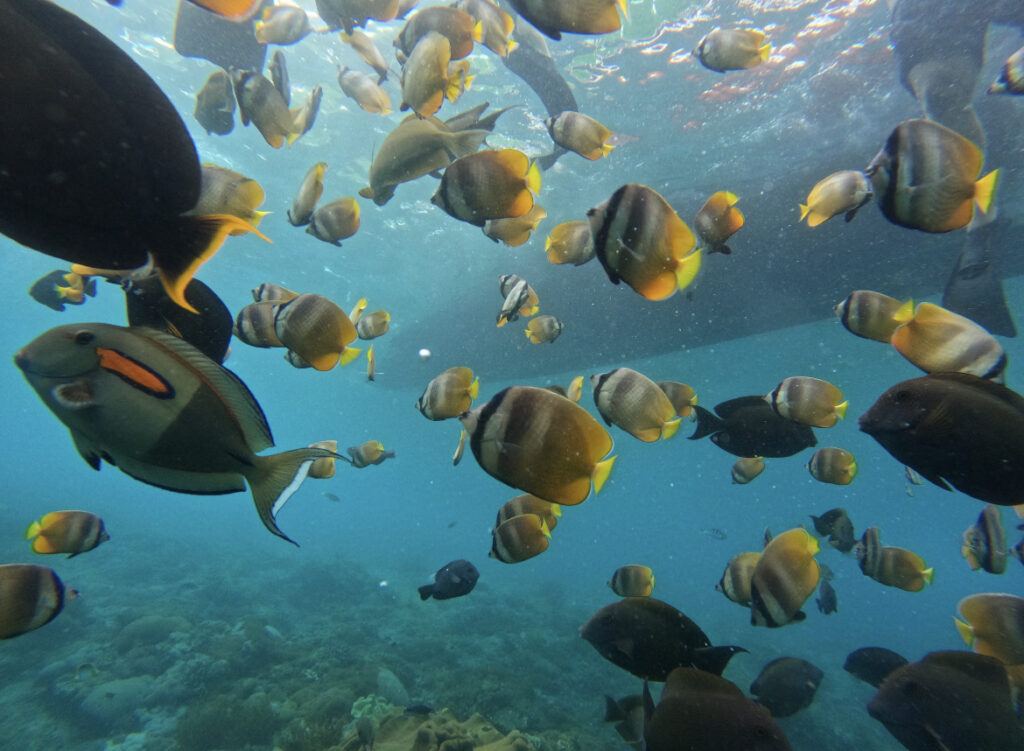 Nusa Lembongan Snorkling 23050066 Valensia Sugiarto