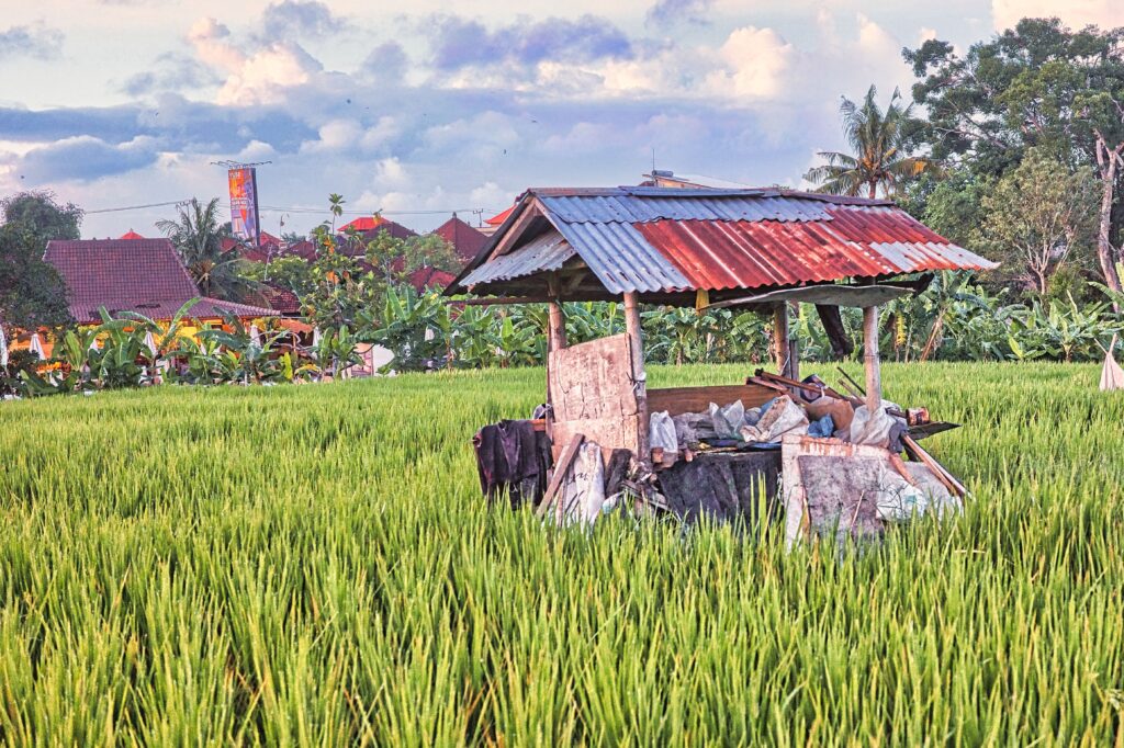 Rice Field Canggu 24011533 Nicholas Charles Kellingley