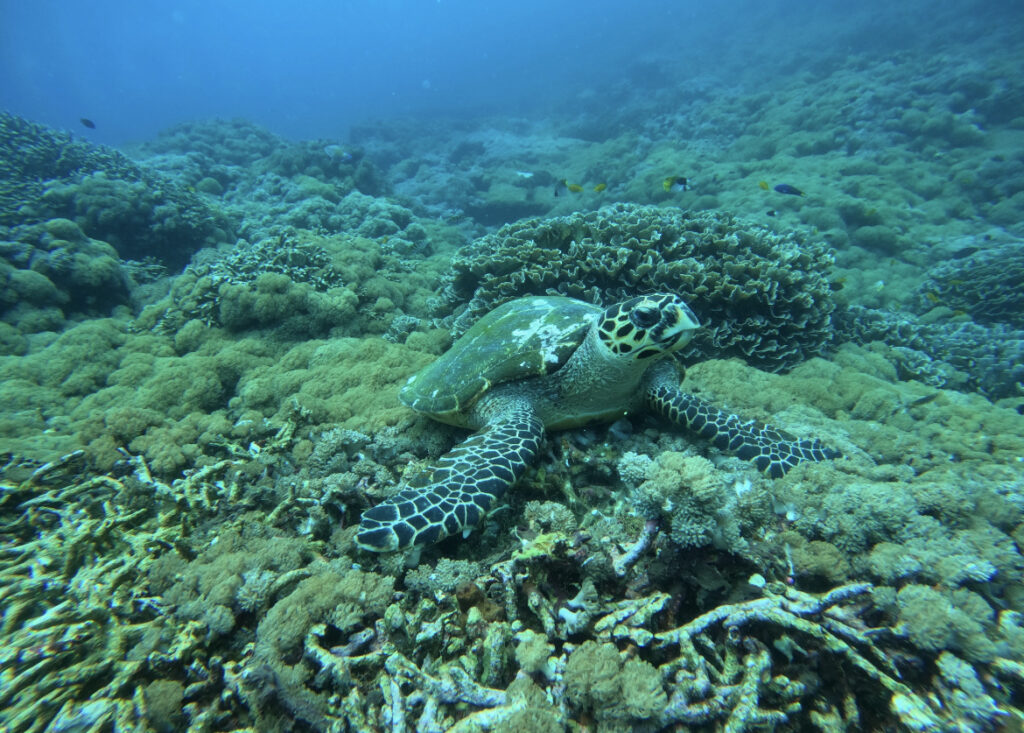 Turtle Coral Nusa Lembongan Snorkling 23050066 Valensia Sugiarto