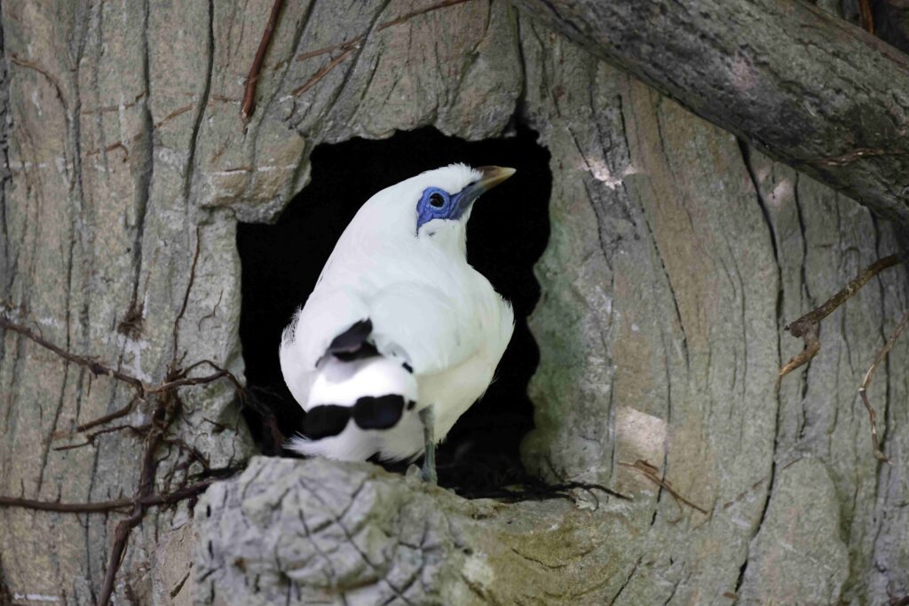 a Bali myna bird perched on top of a tree stump hollow in the woods