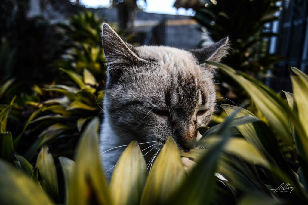 Cute cat by the green leaves of the plants