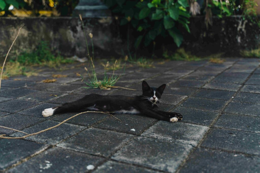 kitten chilling near a temple in indonesia